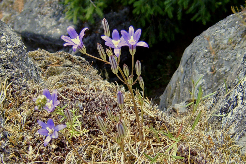 Harvest Brodiaea 