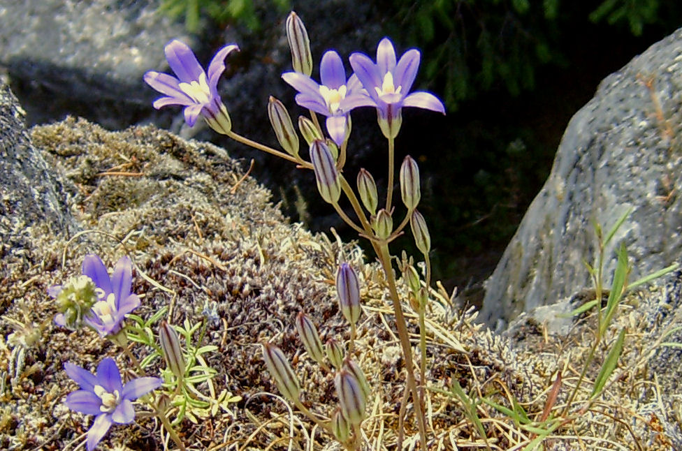 Harvest Brodiaea 