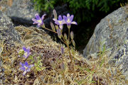 Harvest Brodiaea