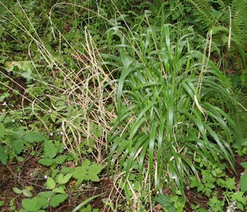 False Brome