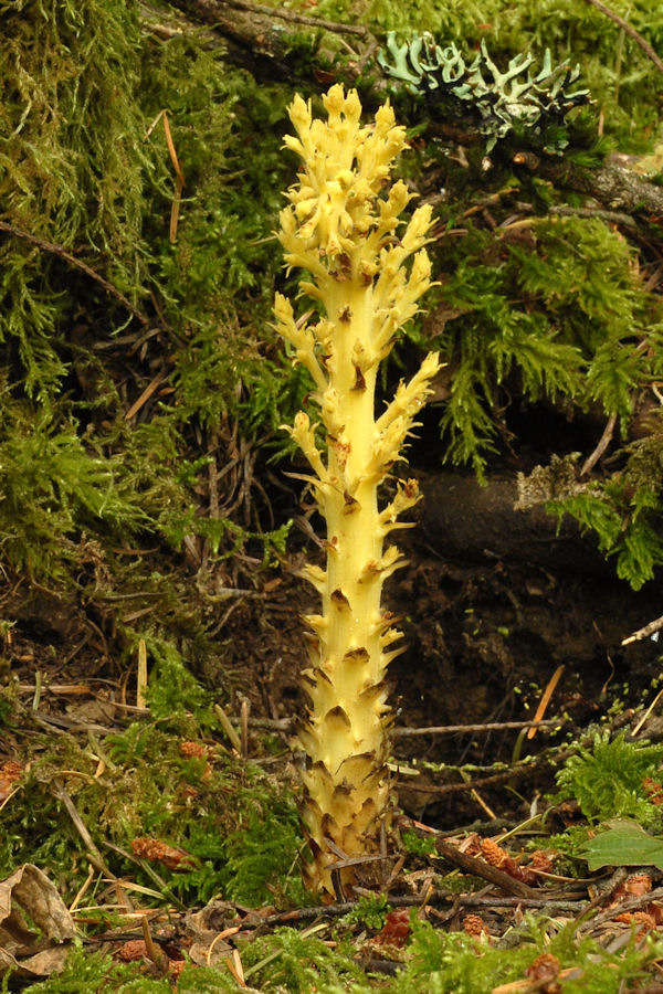 Conifer Broomrape 