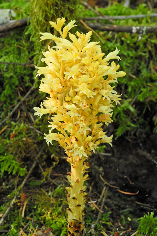 Conifer Broomrape 