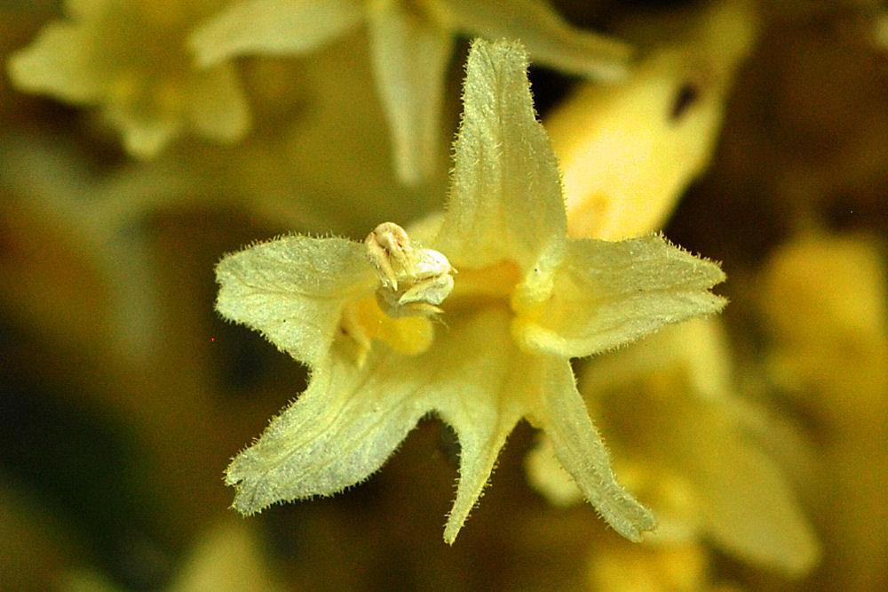 Conifer Broomrape 