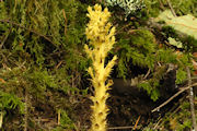 Broomrape, Conifer