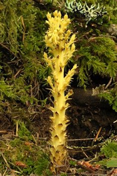 Conifer Broomrape