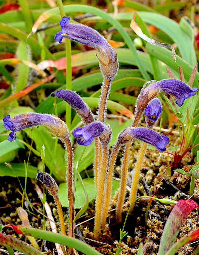 Naked Broomrape 