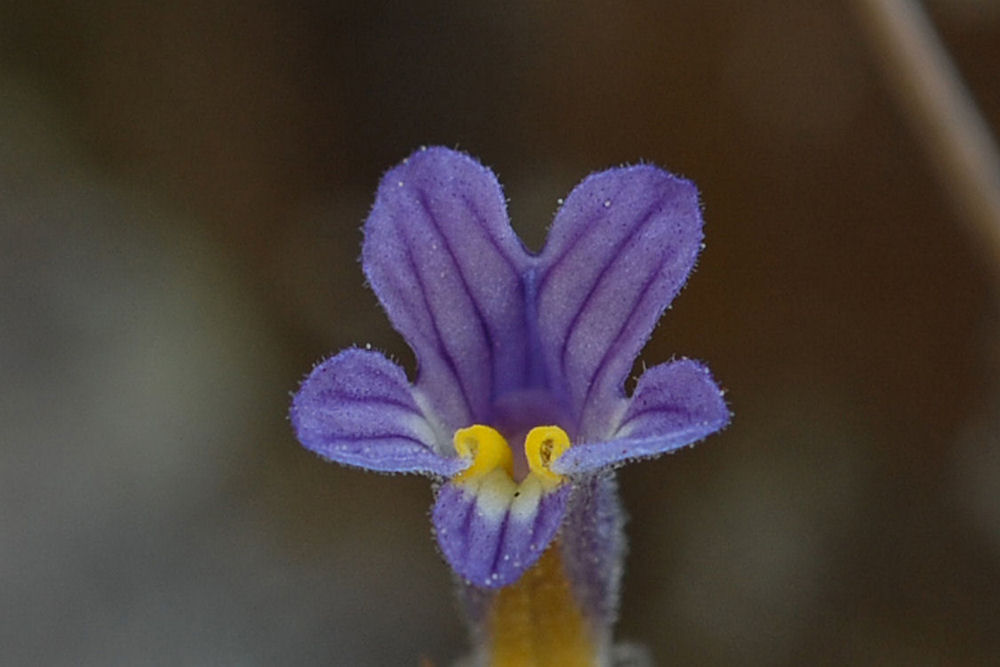 Naked Broomrape 