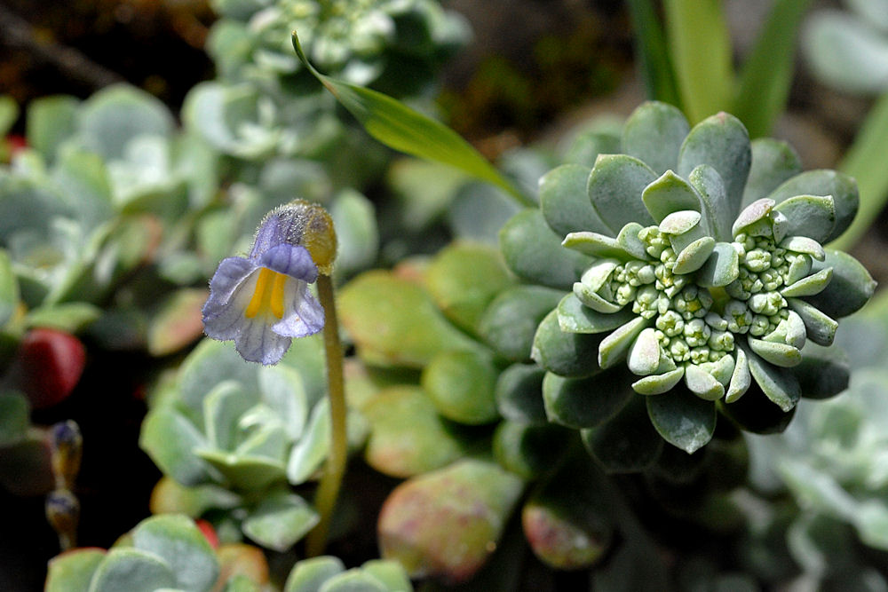 Naked Broomrape with Sedum Host