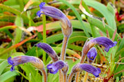 Broomrape, Naked