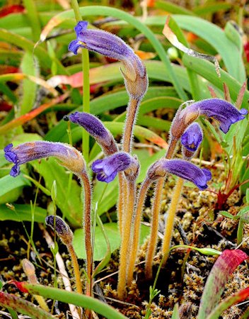 Naked Broomrape