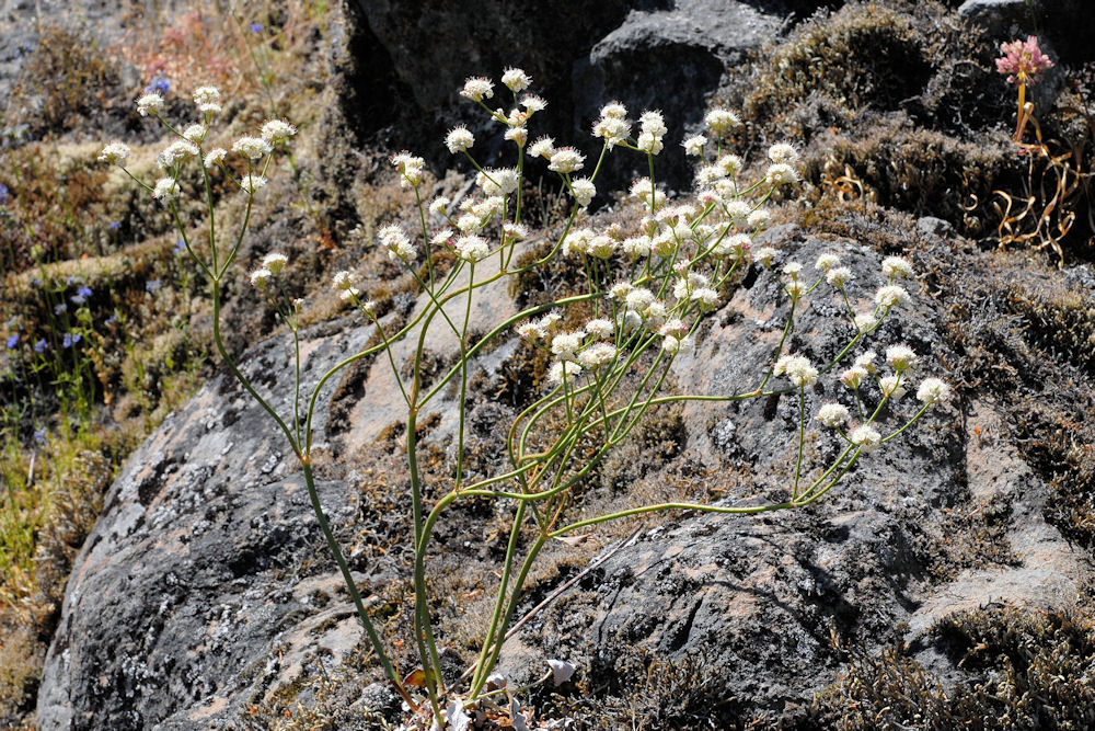 Barestem Buckwheat 