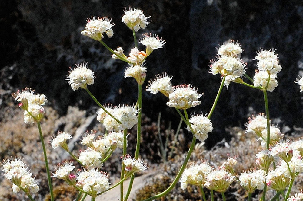 Barestem Buckwheat 