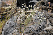 Buckwheat, Barestem