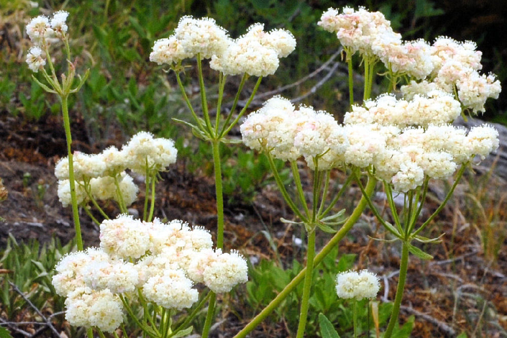 Heartleaf Buckwheat