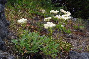 Buckwheat, Heartleaf