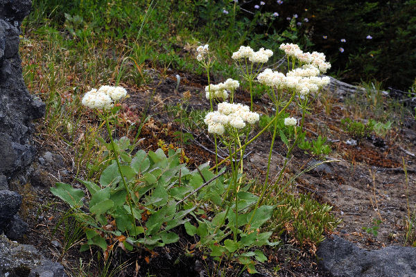 Heartleaf Buckwheat