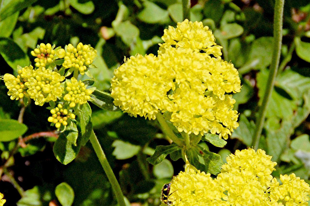 Sulphur Flower Buckwheat