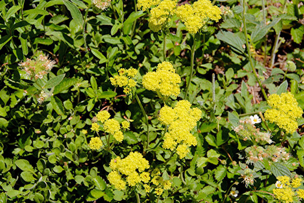 Sulphur Flower Buckwheat