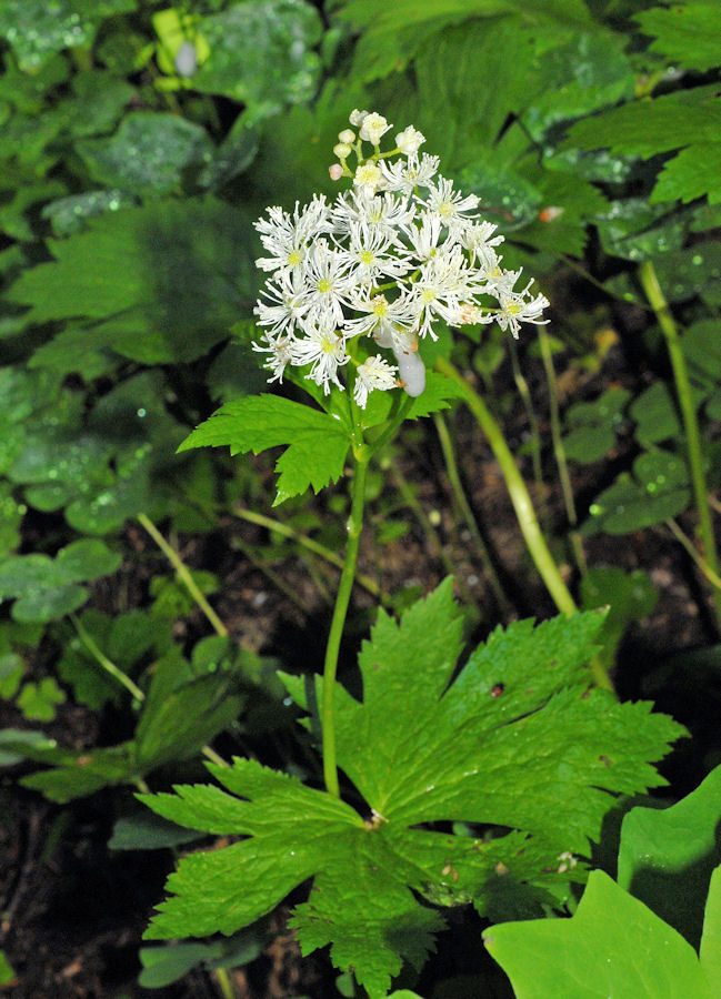 False Bugbane