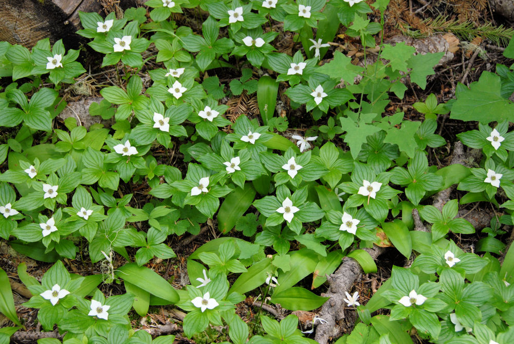 Wildflowers Found in Oregon