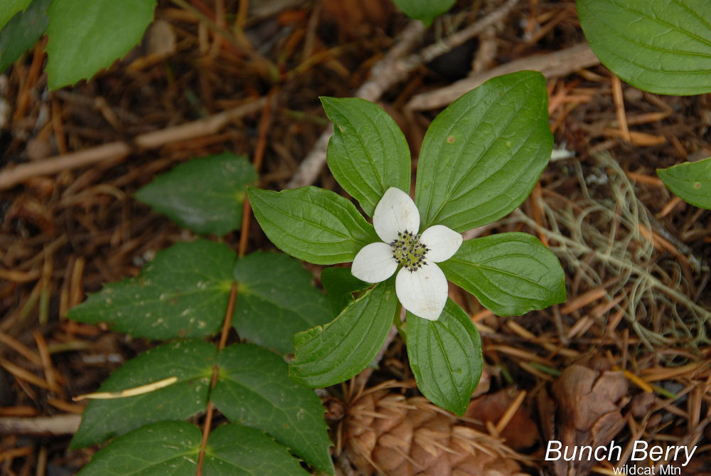 Wildflowers Found in Oregon