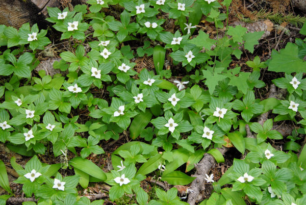 Bunchberry 