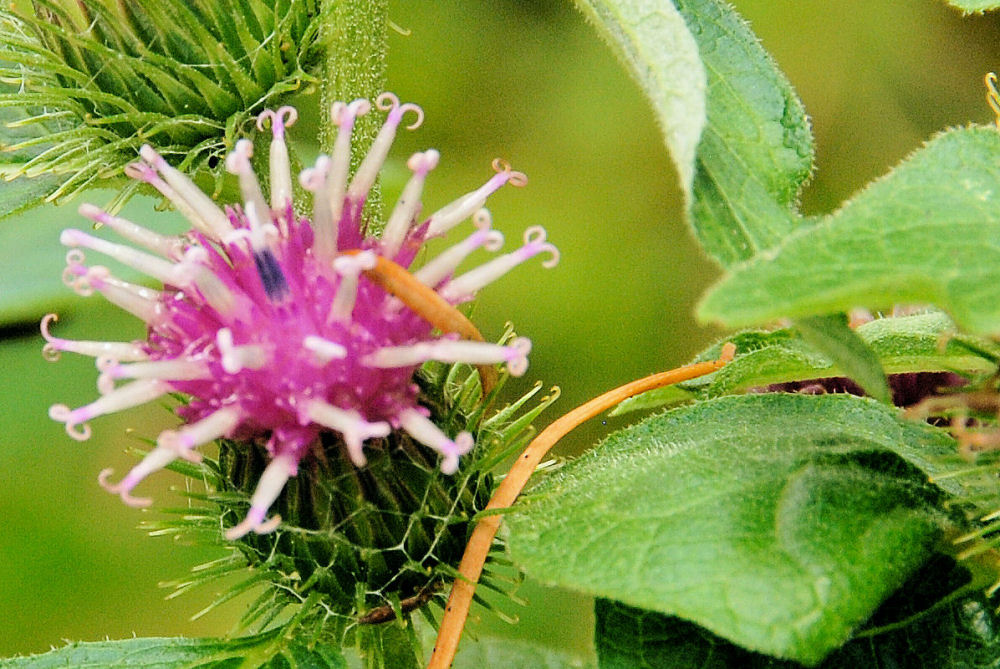 Wildflowers Found in Oregon - Common Burdock