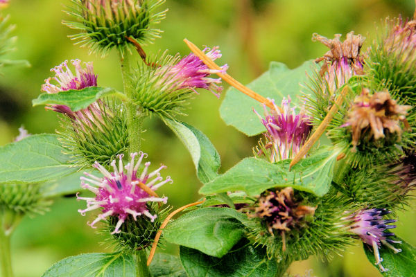 Common Burdock 