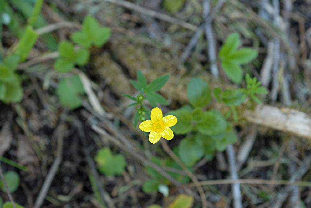 Blue-mountain Buttercup - Wildflowers Found in Oregon