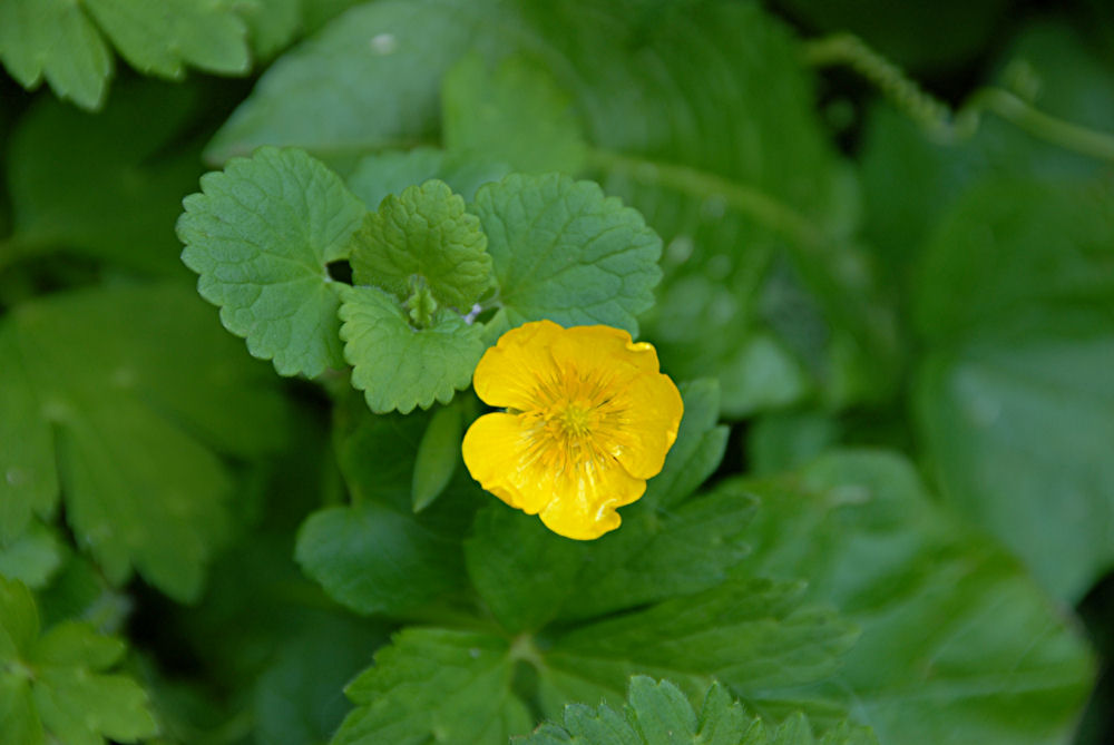 Creeping Buttercup 