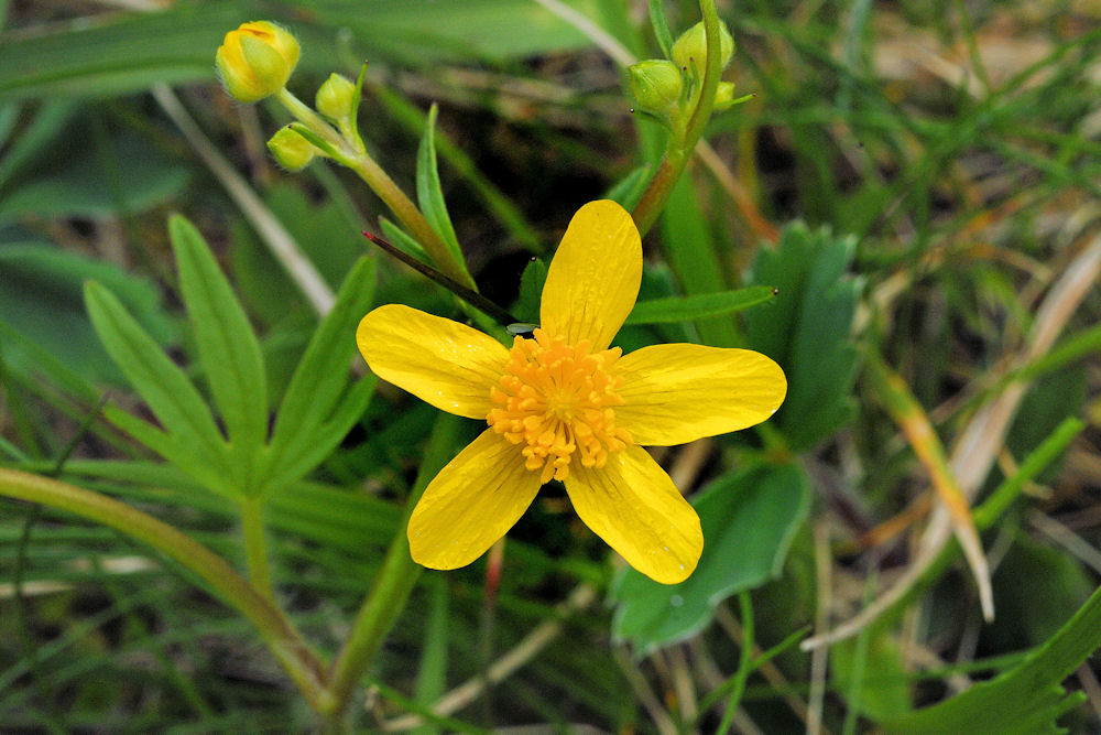 Sagebrush Buttercup 