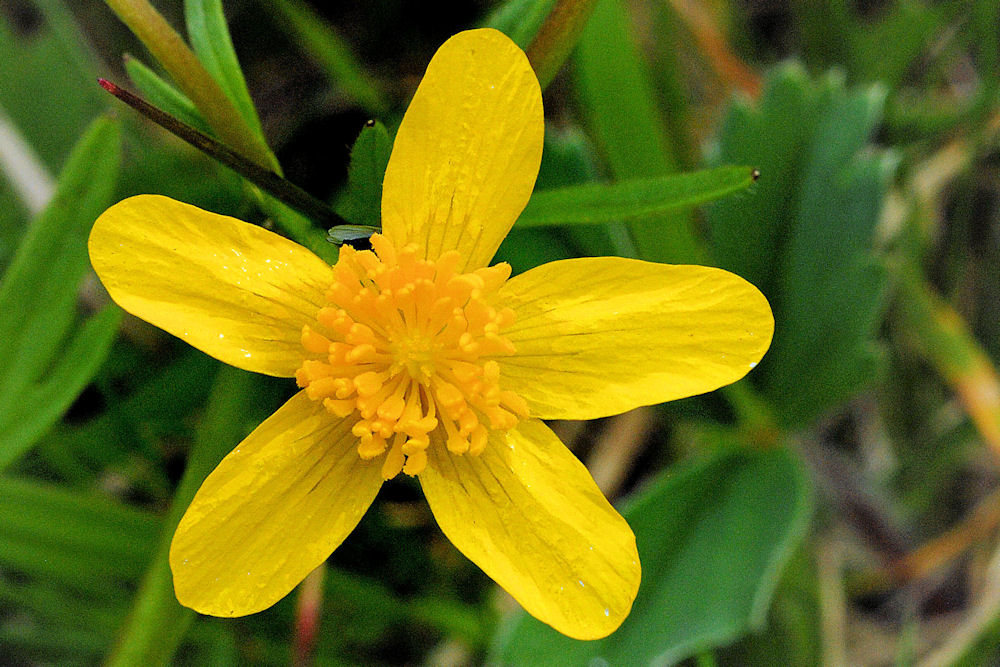 Sagebrush Buttercup 