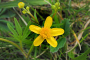 Buttercup, Sagebrush