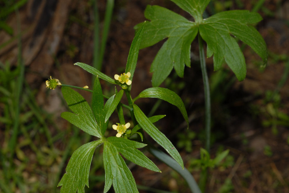 Small Flowered Buttercup 