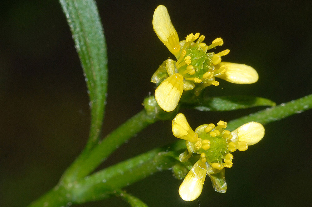 Small Flowered Buttercup 