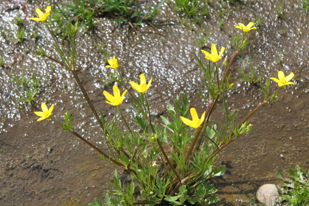 Swamp Buttercup  - Wildflowers Found in Oregon