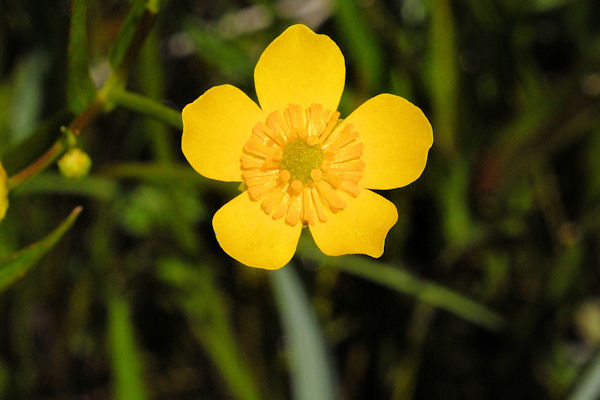 Water Plantain Buttercup