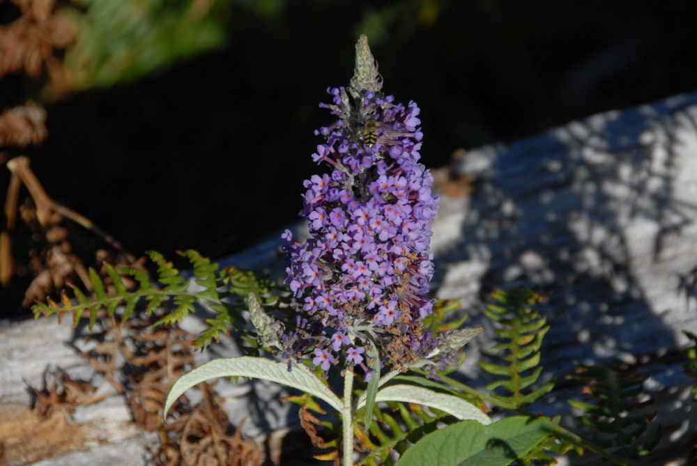 Butterfly Bush 