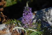 Butterfly Bush