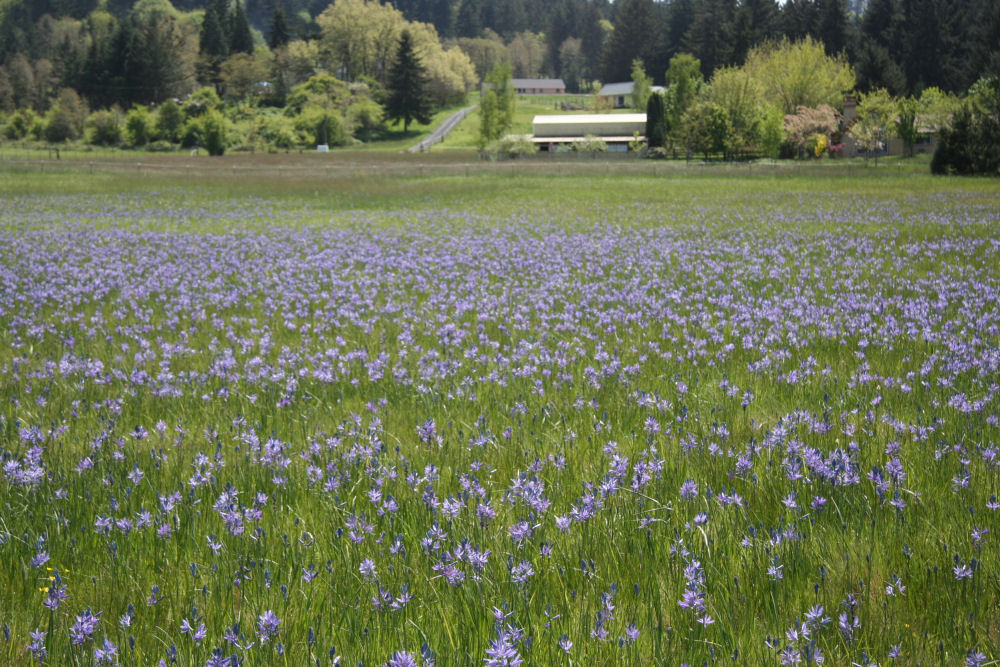 Common Camas