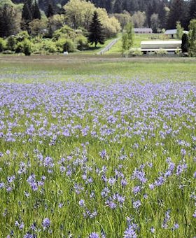 Common Camas field