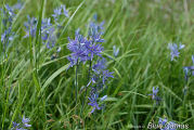 Camas, Common