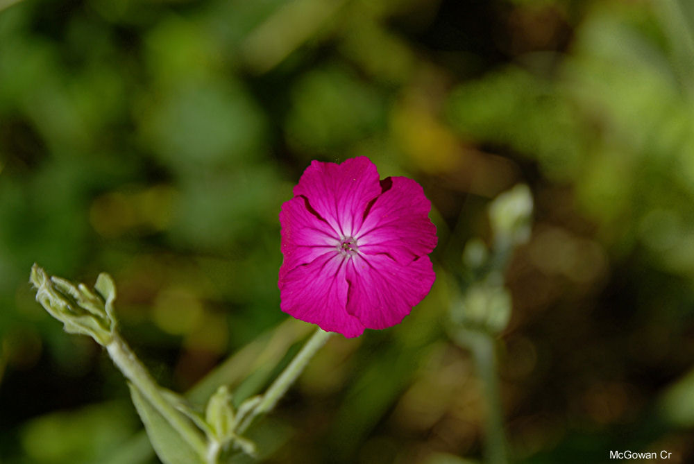 Rose Campion