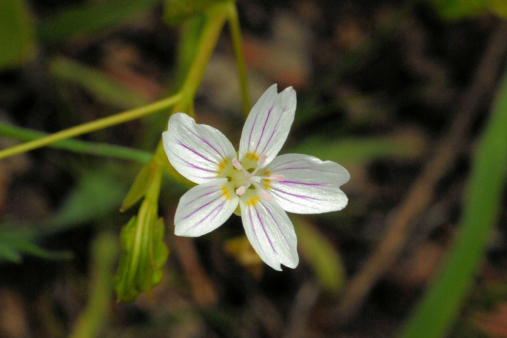 Candy Flower 