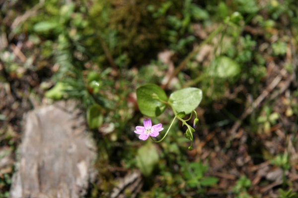 Candy Flower