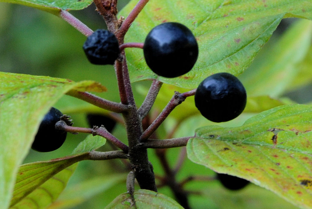 Cascara 