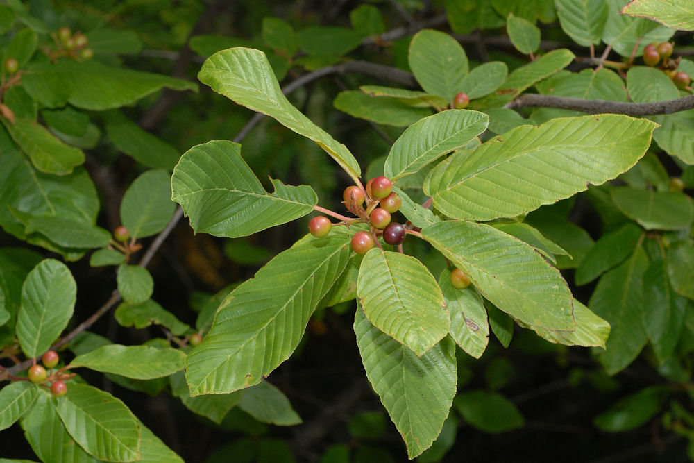 Cascara 