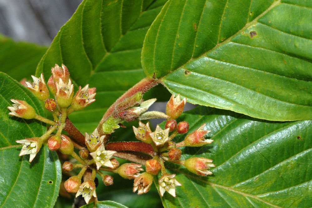 Cascara Blossom