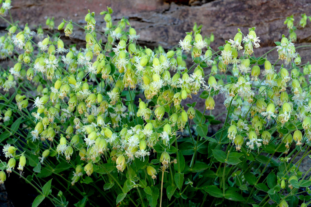 Bell Catchfly 