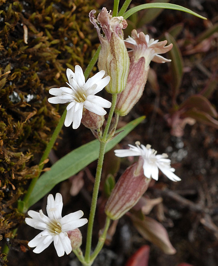 Douglas's Catchfly 